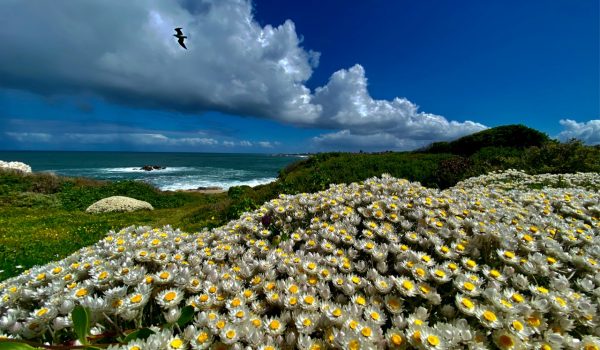 Hermanus Flowers